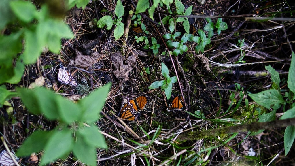 Capturando la Gracia de la Mariposa Monarca: Fotografía en su Santuario